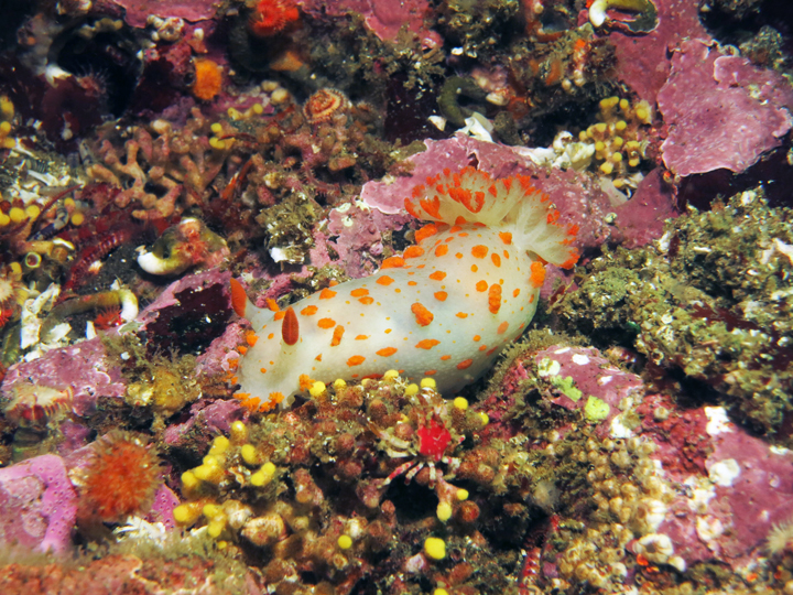spotted, frilled sea slug on algae covered rocks